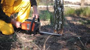 Best Tree and Shrub Care  in , NJ